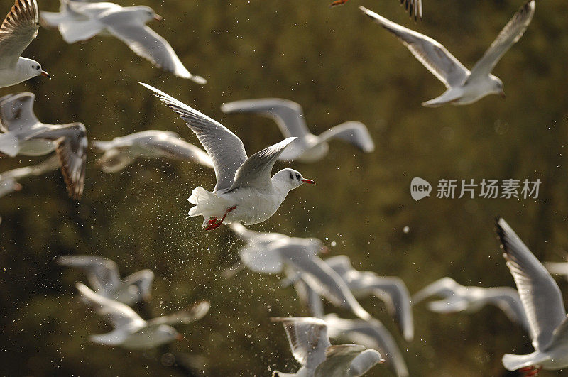 海鸥,Larus ridibundus